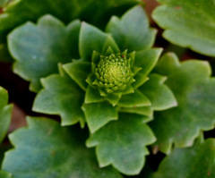 Umbilicus intermedius