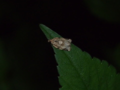 Neocalyptis affinisana