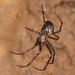 European Cave Spider - Photo (c) Jakob Fahr, some rights reserved (CC BY-NC), uploaded by Jakob Fahr