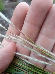 Andropogon bicornis