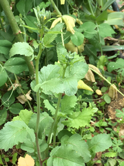 Brassica rapa rapa