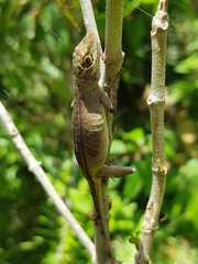 Anolis mariarum