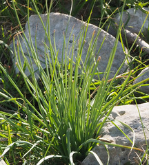 Asphodeline brevicaulis