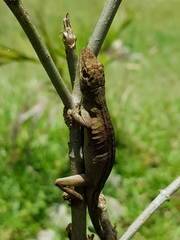 Anolis mariarum