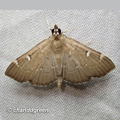 Protonoceras capitalis