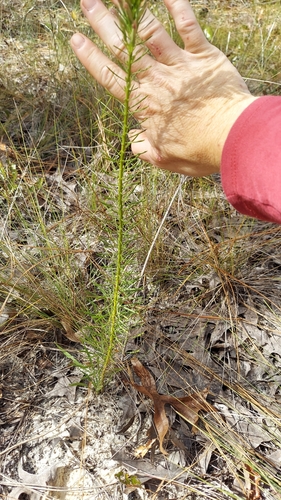 Image of Liatris elegans by (c) Athena Philips, some rights reserved (CC BY)