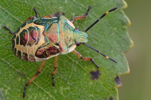 Bronze Shield Bug