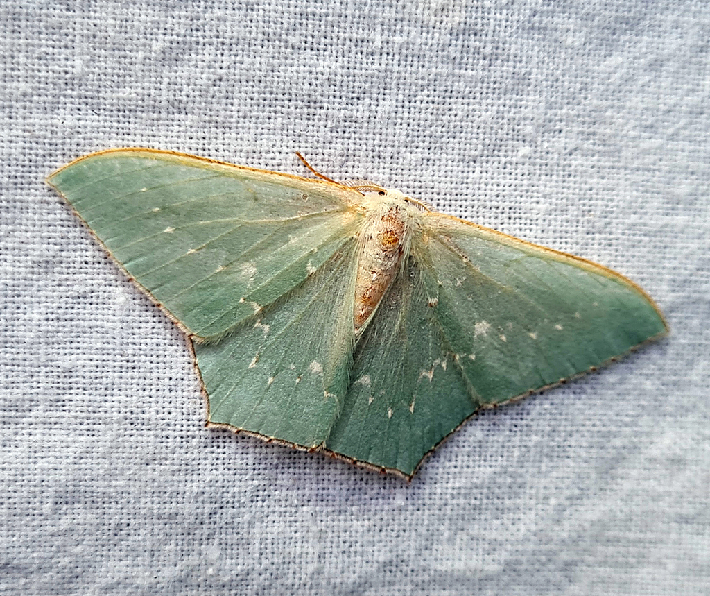 Orothalassodes aptifimbria