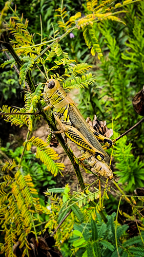 Differential grasshopper