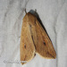 Mythimna separata - Photo (c) Young Chan,  זכויות יוצרים חלקיות (CC BY-NC), uploaded by Young Chan