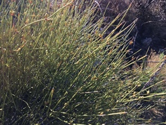 Ephedra antisyphilitica