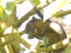 Sciurus pucheranii