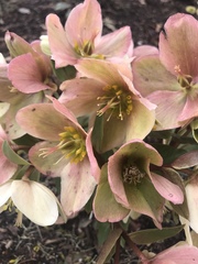 Helleborus orientalis