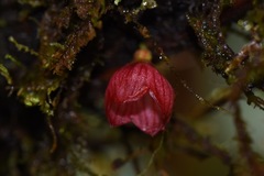 Sphyrospermum dissimile