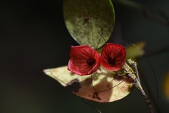 Sphyrospermum dissimile