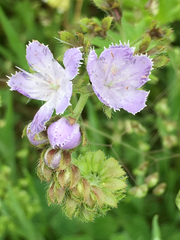 Phacelia purshii