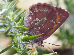 Aloeides thyra thyra