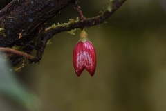 Sphyrospermum dissimile