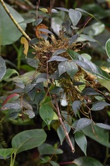 Sphyrospermum dissimile