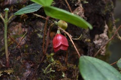 Sphyrospermum dissimile