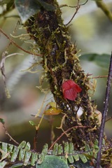 Sphyrospermum dissimile