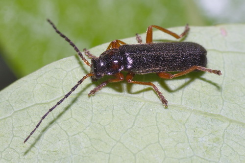 Cantharis flavilabris