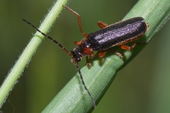 Cantharis flavilabris