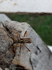 Holhymenia histrio
