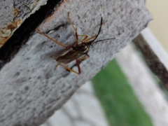 Holhymenia histrio