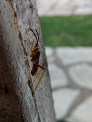Holhymenia histrio
