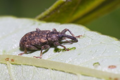 Dorytomus taeniatus
