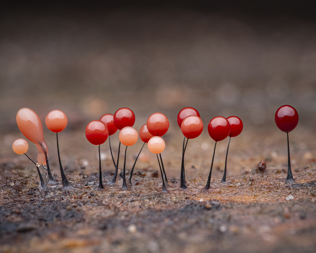 slime molds