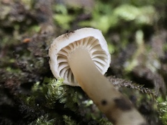 Hodophilus paupertinus