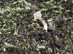 Hodophilus paupertinus