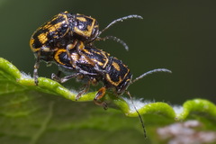 Pachybrachis hieroglyphicus