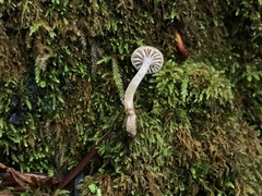 Hodophilus paupertinus