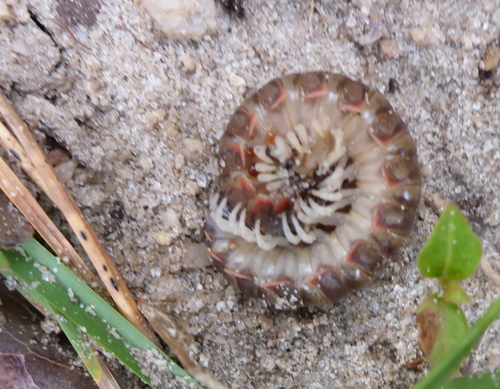 Pleuroloma plana