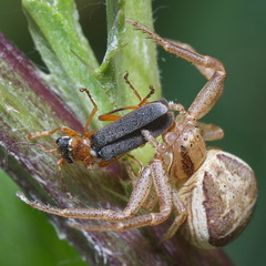 Cantharis lateralis