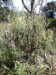Olearia solandri