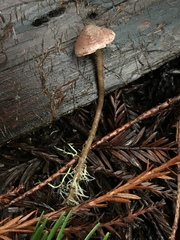Pseudobaeospora stevensii