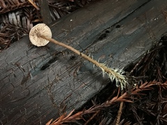 Pseudobaeospora stevensii