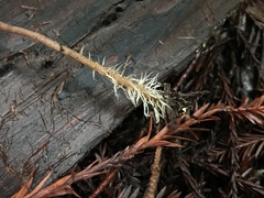 Pseudobaeospora stevensii
