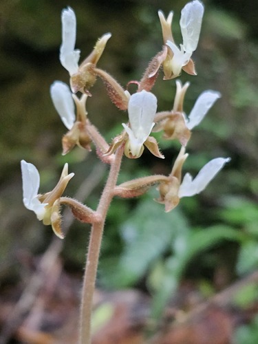 Anoectochilus koshunensis iNat (3)