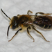 Andrena macra - Photo (c) Royal Tyler, some rights reserved (CC BY-NC-SA), uploaded by Royal Tyler