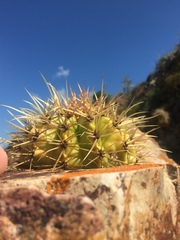 Melocactus intortus