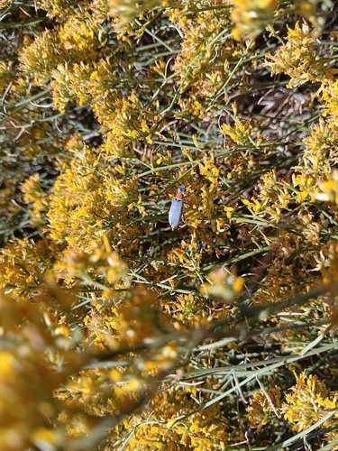 Orange-necked Blister Beetle photo 5