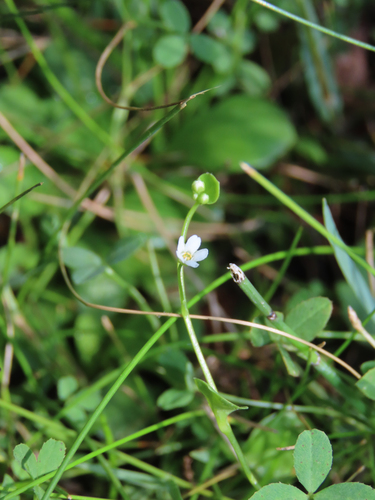 Chiricahua Mountain brookweed (Samolus vagans)