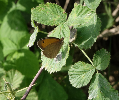 Meadow Brown