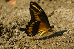 Heraclides ornythion