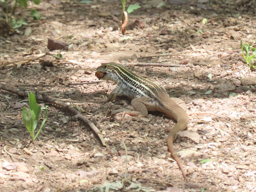 Canyon Spotted Whiptail, Aspidoscelis burti